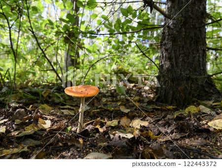 Mushroom fly agaric in the autumn forest 122443372