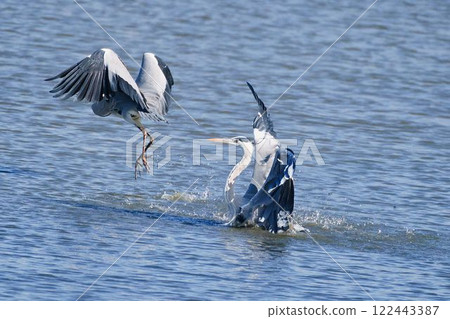 兩隻蒼鷺起飛 122443387