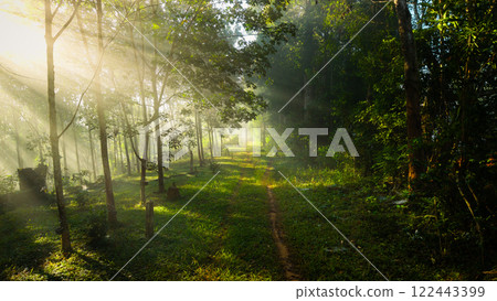 Morning light beam On the path in the farm 122443399
