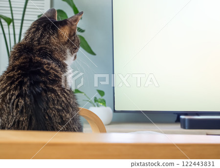 Cat watching TV in the living room Cat watching TV in the living room 122443831