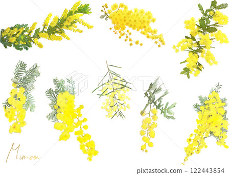 春季花卉插圖素材集(含羞草) 春季花卉插圖素材集(含羞草) 122443854