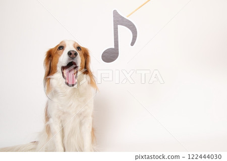 Kooikerhondje 開心地笑著，帶著音符 122444030