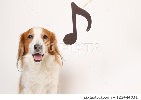 Kooikerhondje 開心地笑著，帶著音符 122444031