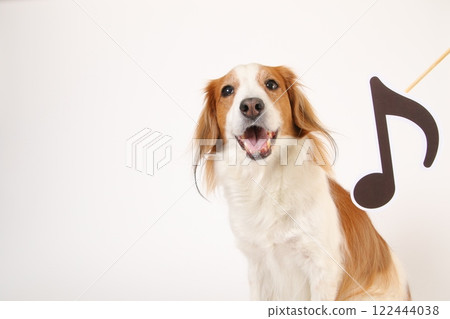 Kooikerhondje laughing happily with a musical note mark 122444038