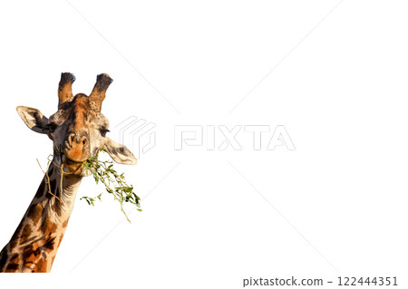 giraffe  on transparency background PNG 122444351