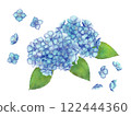 Illustration of hydrangea drawn in watercolor 122444360