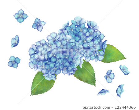 Illustration of hydrangea drawn in watercolor Illustration of hydrangea drawn in watercolor 122444360