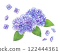 Illustration of hydrangea drawn in watercolor 122444361
