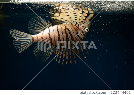 獅子魚、蠍子魚、獅子魚、毒魚、仰泳 獅子魚、蠍子魚、獅子魚、毒魚、仰泳 122444401