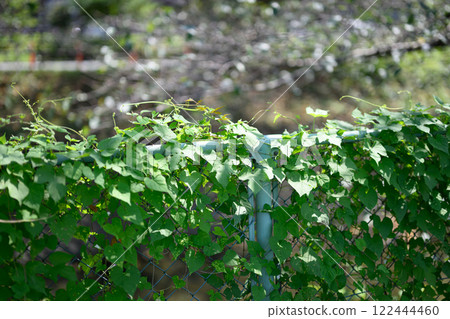 Plant railing 122444460