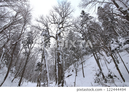 北海道的白雪覆蓋的森林 122444494