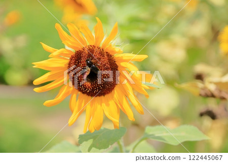 Bright sunflowers Bright sunflowers 122445067