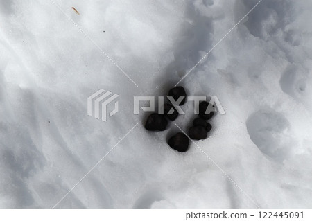雪地上殘留的動物糞便 122445091
