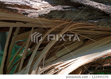 Snapped tree trunk after a storm Snapped tree trunk after a storm 122445370