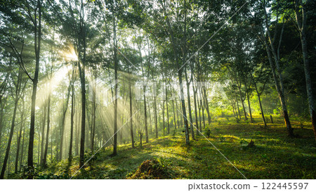 Morning light beam On the path in the farm Morning light beam On the path in the farm 122445597