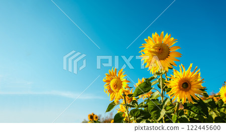 Sunflowers with sky in sunflower field, summer flower field, flower background Sunflowers with sky in sunflower field, summer flower field, flower background 122445600