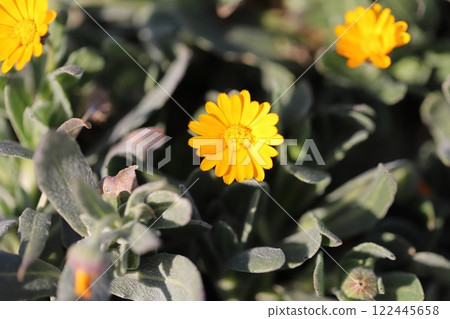 冬季花園裡盛開的小黃色萬壽菊花 122445658