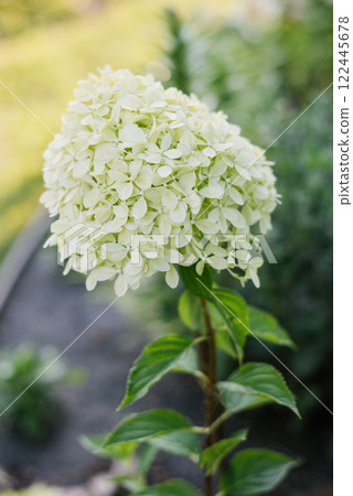 Pale lime with white inflorescences of paniculate hydrangea Pixio in the garden 122445678