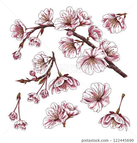 Cherry branches with pink flowers. Sketch collection. Cherry branches with pink flowers. Sketch collection. 122445690