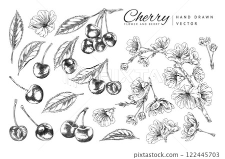 Set of cherry sprigs with berries, leaves and flowers vector engraved sketch, hand drawn ripe fruit, farm food plant Set of cherry sprigs with berries, leaves and flowers vector engraved sketch, hand drawn ripe fruit, farm food plant 122445703
