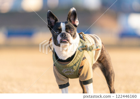 Boston Terrier 122446160