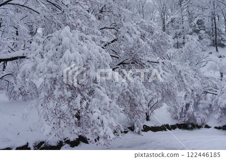 櫻花盛開的夢幻雪景（松本市古房山古墳） 122446185