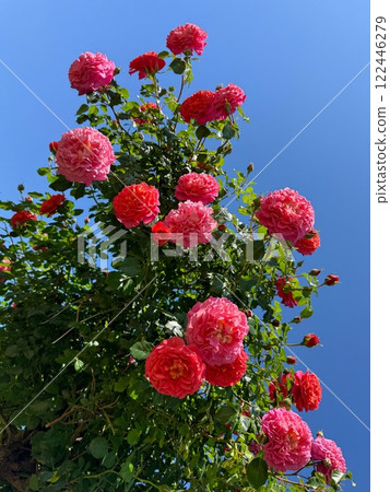 Rose bush red pink flowers on blue sky 122446279