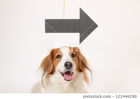 箭頭標記和微笑的 Kooikerhondje 箭頭標記和微笑的 Kooikerhondje 122446290