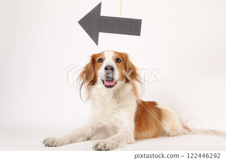Arrow mark and smiling Kooikerhondje Arrow mark and smiling Kooikerhondje 122446292