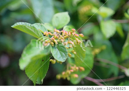 Viburnum Viburnum 122446325