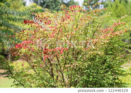 多彩的 Komayumi 葉子 122446329