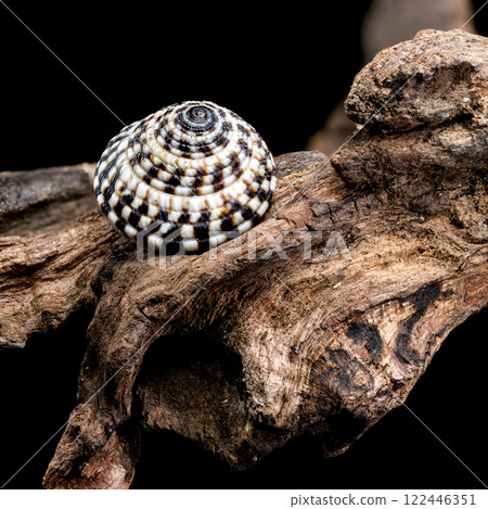 Architectonicidae shell on driftwood black background Architectonicidae shell on driftwood black background 122446351