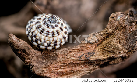 Architectonicidae shell on driftwood black background Architectonicidae shell on driftwood black background 122446352