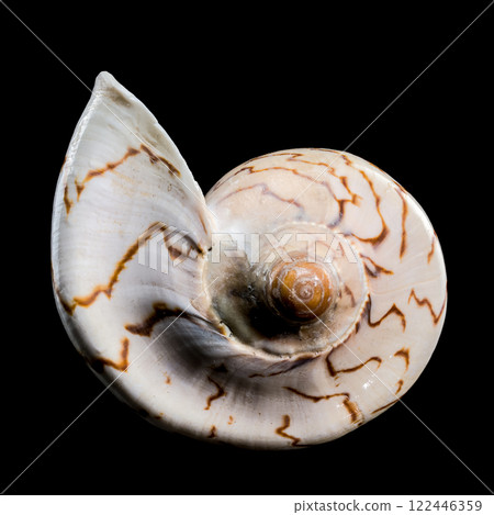 Cymbiola Nobilis Seashell on black background Cymbiola Nobilis Seashell on black background 122446359