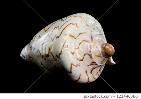 Cymbiola Nobilis Seashell on black background Cymbiola Nobilis Seashell on black background 122446360