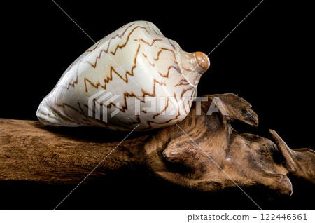 Noble Volute Shell on driftwood Black background Noble Volute Shell on driftwood Black background 122446361