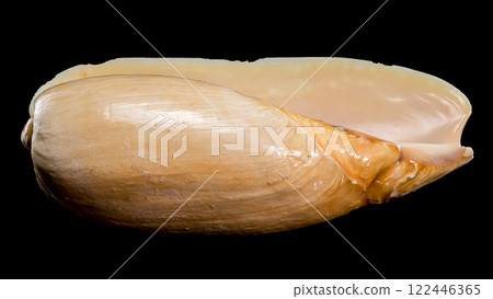 Cymbium cymbium shell on black background 122446365