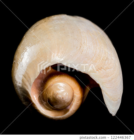 Cymbium cymbium shell on black background 122446367