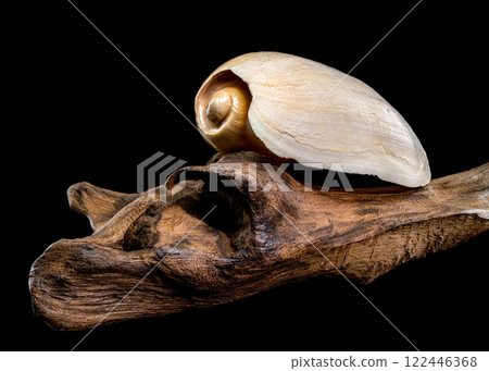 Cymbium cymbium shell on driftwood black background Cymbium cymbium shell on driftwood black background 122446368
