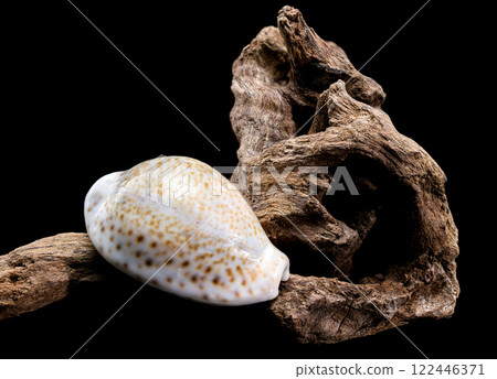 Naria erosa cowry on driftwood  black background 122446371