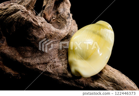 Naria erosa cowry on driftwood black background Naria erosa cowry on driftwood black background 122446373