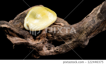 Naria erosa cowry on driftwood  black background 122446375