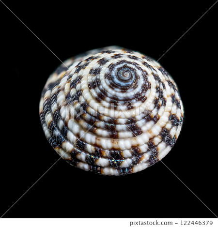 Architectonicidae, the staircase shells or sundials on black background 122446379