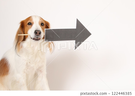 Kooikerhondje with an arrow mark in his mouth 122446385