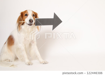 Kooikerhondje with an arrow mark in his mouth 122446386