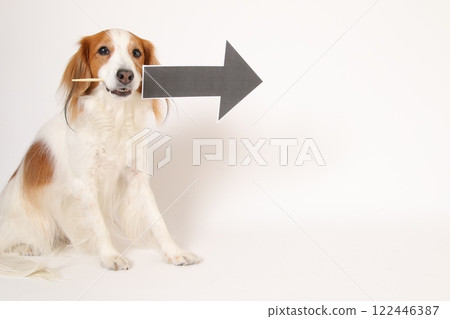 Kooikerhondje with an arrow mark in his mouth 122446387