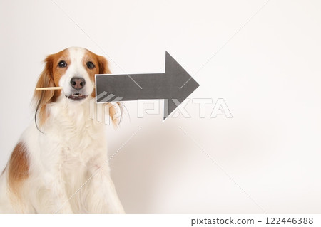 Kooikerhondje with an arrow mark in his mouth Kooikerhondje with an arrow mark in his mouth 122446388
