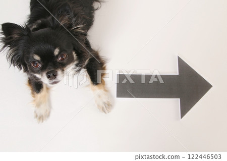 Arrow mark and lying down Chihuahua 122446503