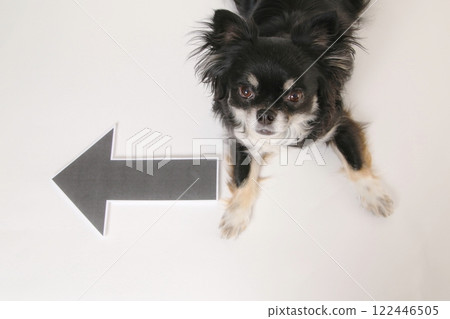 箭頭標記並躺下的吉娃娃 箭頭標記並躺下的吉娃娃 122446505