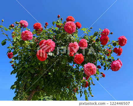 Beautiful Rose shrub red pink flowers against sky 122446507